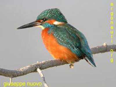 Martin pescatore